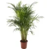 Areca Palm - Lush Tropical Houseplant For Indoor Spaces 2 Areca Palm - Lush Tropical Houseplant For Indoor Spaces -Leaf Shop areca palm lush tropical houseplant for indoor spaces5059442053261 01c MP