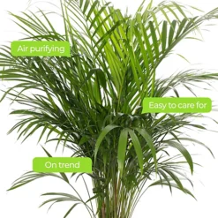 Areca Palm - Lush Tropical Houseplant For Indoor Spaces -Leaf Shop areca palm lush tropical houseplant for indoor spaces5059442053261 03c MP