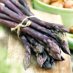 Asparagus Pacific Purple Bare Root Crowns - Grow Your Own Bareroot, Fresh Vegetable Plants, Ideal For UK Gardens (10 Pack) -Leaf Shop asparagus pacific purple bare root crowns grow your own bareroot fresh vegetable plants ideal for uk gardens 10 pack 5059442056088 04c MP