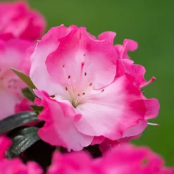 Azalea Bi-Colour Patio Tree - Eye-catching Flowering Tree For UK Patio Gardens - Outdoor Plant (2-3ft) -Leaf Shop azalea bi colour patio tree eye catching flowering tree for uk patio gardens outdoor plant 2 3ft 5059442038206 04c MP