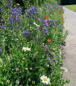 Bees And Butterfly Wildflower Seed BSBP 100% (1 Kg) -Leaf Shop bees and butterfly wildflower seed bsbp 100 1 kg 00000595 06c MP