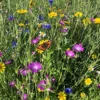 Bees And Butterfly Wildflower Seed BSBP 100% (100 G) 2 Bees And Butterfly Wildflower Seed BSBP 100% (100 G) -Leaf Shop bees and butterfly wildflower seed bsbp 100 100 g 00000992 01c MP