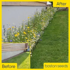 Bees And Butterfly Wildflower Seed BSBP 100% (100 G) -Leaf Shop bees and butterfly wildflower seed bsbp 100 100 g 00000992 06c MP