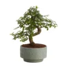 Bonsai In 15cm Grey Ceramic Decorative Pot 2 Bonsai In 15cm Grey Ceramic Decorative Pot -Leaf Shop bonsai in 15cm grey ceramic decorative pot3663602462811 02c bq