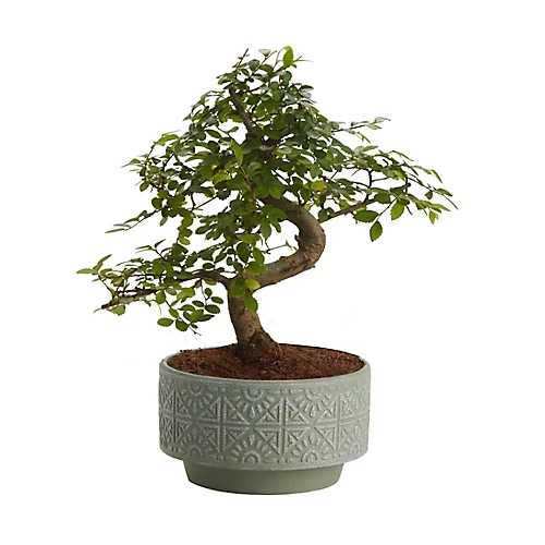 Bonsai In 15cm Grey Ceramic Decorative Pot 3 Bonsai In 15cm Grey Ceramic Decorative Pot