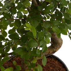 Bonsai In 15cm Grey Ceramic Decorative Pot 5 Bonsai In 15cm Grey Ceramic Decorative Pot -Leaf Shop bonsai in 15cm grey ceramic decorative pot3663602462811 36c bq