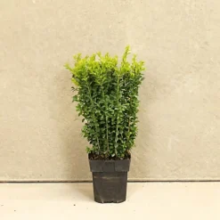 Box 20cm Height Evergreen Hedge Plant Pack Of 10 -Leaf Shop box 20cm height evergreen hedge plant pack of 105056684004037 03c MP