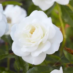 Bride And Groom White Rose - Outdoor Plant, Ideal For Gardens, Compact Size -Leaf Shop bride and groom white rose outdoor plant ideal for gardens compact size5051641538709 02c MP