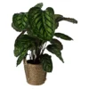 Calathea Flamestar In 19cm Natural Cattail & Plastic Decorative Pot -Leaf Shop calathea flamestar in 19cm natural cattail plastic decorative pot5059340126906 02c