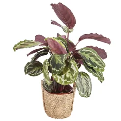 Calathea Medaillon In 19cm Natural Cattail & Plastic Decorative Pot