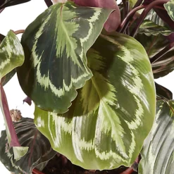 Calathea Medaillon In 19cm Natural Cattail & Plastic Decorative Pot -Leaf Shop calathea medaillon in 19cm natural cattail plastic decorative pot3663602462521 36c bq