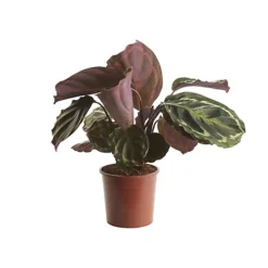 Calathea Medaillon In 19cm Natural Cattail & Plastic Decorative Pot -Leaf Shop calathea medaillon in 19cm natural cattail plastic decorative pot3663602463948 02c