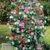 Camellia Tricolour - Mixed Display Of 3 Colourful Outdoor Plants, Ideal For UK Gardens, 9cm Pots -Leaf Shop camellia tricolour mixed display of 3 colourful outdoor plants ideal for uk gardens 9cm pots5059442029013 01c MP