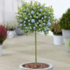 Ceanothus Victoria Patio Tree - Stunning Variety, Ideal For UK Gardens, Compact Size (2-3ft) -Leaf Shop ceanothus victoria patio tree stunning variety ideal for uk gardens compact size 2 3ft 5059442009503 01c MP