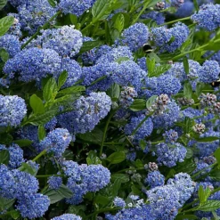 Ceanothus Victoria Patio Tree - Stunning Variety, Ideal For UK Gardens, Compact Size (2-3ft) -Leaf Shop ceanothus victoria patio tree stunning variety ideal for uk gardens compact size 2 3ft 5059442009503 04c MP