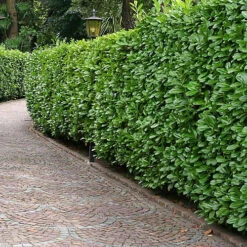 Cherry Laurel 1.25m Height Evergreen Instant Hedge Pack Of 14
