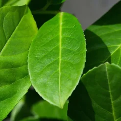 Cherry Laurel 1.75m Height Evergreen Instant Hedge Pack Of 8 -Leaf Shop cherry laurel 1 75m height evergreen instant hedge pack of 85056684004457 03c MP