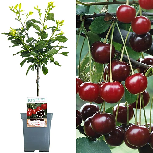 Cherry Morello Patio Tree - Tart Fruit-Bearing Tree For UK Patio Gardens - Outdoor Plant (2-3ft) 3 Cherry Morello Patio Tree - Tart Fruit-Bearing Tree For UK Patio Gardens - Outdoor Plant (2-3ft)
