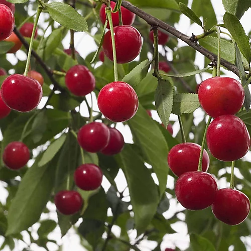 Cherry Morello Patio Tree - Tart Fruit-Bearing Tree For UK Patio Gardens - Outdoor Plant (2-3ft) 4 Cherry Morello Patio Tree - Tart Fruit-Bearing Tree For UK Patio Gardens - Outdoor Plant (2-3ft) - Image 2