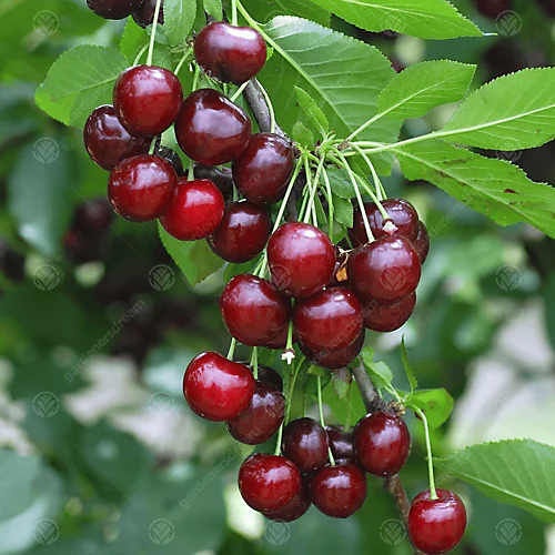 Cherry Morello Patio Tree - Tart Fruit-Bearing Tree For UK Patio Gardens - Outdoor Plant (2-3ft) 5 Cherry Morello Patio Tree - Tart Fruit-Bearing Tree For UK Patio Gardens - Outdoor Plant (2-3ft) - Image 3