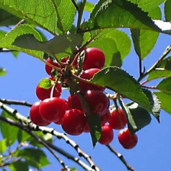 Cherry Morello Patio Tree - Tart Fruit-Bearing Tree For UK Patio Gardens - Outdoor Plant (2-3ft) 9 Cherry Morello Patio Tree - Tart Fruit-Bearing Tree For UK Patio Gardens - Outdoor Plant (2-3ft) -Leaf Shop cherry morello patio tree tart fruit bearing tree for uk patio gardens outdoor plant 2 3ft 5059442014613 04c MP