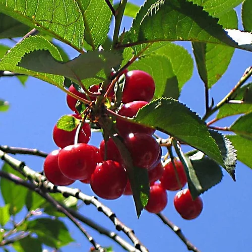 Cherry Morello Patio Tree - Tart Fruit-Bearing Tree For UK Patio Gardens - Outdoor Plant (2-3ft) 6 Cherry Morello Patio Tree - Tart Fruit-Bearing Tree For UK Patio Gardens - Outdoor Plant (2-3ft) - Image 4