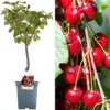Cherry Regina Patio Tree - Delicious Fruit-Bearing Tree For UK Patio Gardens - Outdoor Plant (2-3ft) -Leaf Shop cherry regina patio tree delicious fruit bearing tree for uk patio gardens outdoor plant 2 3ft 5059442031924 01c MP