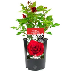 China Wedding 20th Anniversary Red Rose - Outdoor Plant, Ideal For Gardens, Compact Size