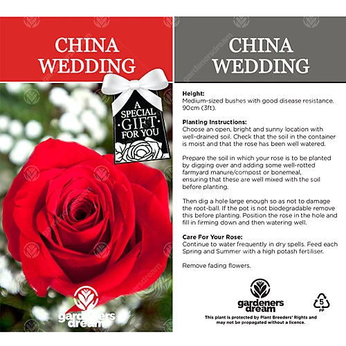 China Wedding 20th Anniversary Red Rose - Outdoor Plant, Ideal For Gardens, Compact Size 4 China Wedding 20th Anniversary Red Rose - Outdoor Plant, Ideal For Gardens, Compact Size - Image 2