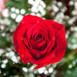 China Wedding 20th Anniversary Red Rose - Outdoor Plant, Ideal For Gardens, Compact Size 8 China Wedding 20th Anniversary Red Rose - Outdoor Plant, Ideal For Gardens, Compact Size -Leaf Shop china wedding 20th anniversary red rose outdoor plant ideal for gardens compact size5051641556147 03c MP