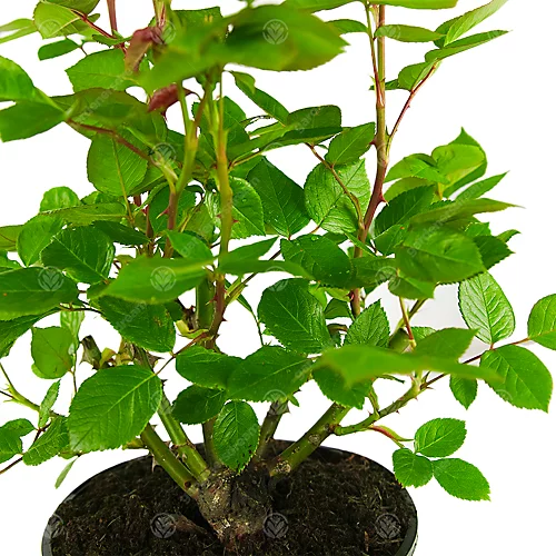 China Wedding 20th Anniversary Red Rose - Outdoor Plant, Ideal For Gardens, Compact Size 6 China Wedding 20th Anniversary Red Rose - Outdoor Plant, Ideal For Gardens, Compact Size - Image 4