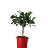 Christmas House Plants In 15cm Orange Plastic Grow Pot -Leaf Shop christmas house plants in 15cm orange plastic grow pot5059340337005 02c