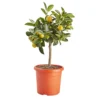 Citrus In 14cm Orange Plastic Grow Pot -Leaf Shop citrus in 14cm orange plastic grow pot3663602462729 02c bq
