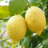 Citrus Lemon Toscane Fruit Tree Plant 60-70cm Supplied In A 2 Litre Pot -Leaf Shop citrus lemon toscane fruit tree plant 60 70cm supplied in a 2 litre pot5061013071741 01c MP
