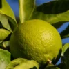 Citrus Lime Verde Edible Fruit Tree Plant 60-70cm Supplied In A 2 Litre Pot -Leaf Shop citrus lime verde edible fruit tree plant 60 70cm supplied in a 2 litre pot5061013074841 01c MP