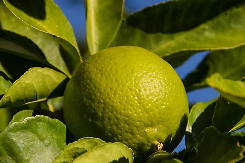 Citrus Lime Verde Edible Fruit Tree Plant 60-70cm Supplied In A 2 Litre Pot 3 Citrus Lime Verde Edible Fruit Tree Plant 60-70cm Supplied In A 2 Litre Pot