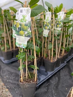 Citrus Lime Verde Edible Fruit Tree Plant 60-70cm Supplied In A 2 Litre Pot 7 Citrus Lime Verde Edible Fruit Tree Plant 60-70cm Supplied In A 2 Litre Pot -Leaf Shop citrus lime verde edible fruit tree plant 60 70cm supplied in a 2 litre pot5061013074841 02c MP