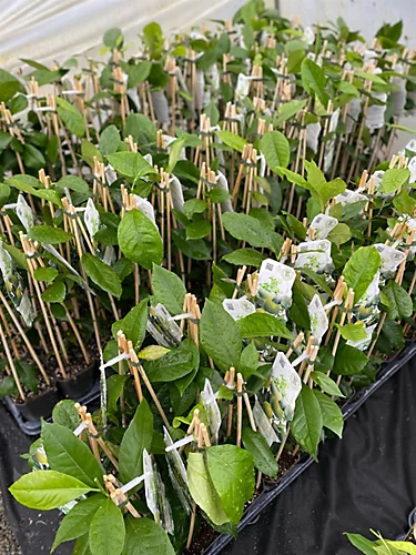 Citrus Lime Verde Edible Fruit Tree Plant 60-70cm Supplied In A 2 Litre Pot 5 Citrus Lime Verde Edible Fruit Tree Plant 60-70cm Supplied In A 2 Litre Pot - Image 3