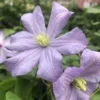 Clematis Prince Charles -3L Pot -Leaf Shop clematis prince charles 3l pot5050222013890 01c MP