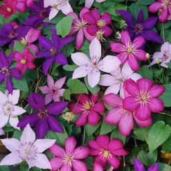 Leaf Shop -Leaf Shop clematis rainbow mix 4 plants assorted colourful flowering vines for vibrant uk gardens outdoor plants 30 40cm 5059442033911 02c MP