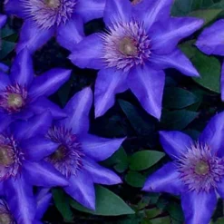 Clematis Rainbow Mix - 4 Plants - Assorted Colourful Flowering Vines For Vibrant UK Gardens - Outdoor Plants (30-40cm) -Leaf Shop clematis rainbow mix 4 plants assorted colourful flowering vines for vibrant uk gardens outdoor plants 30 40cm 5059442033911 04c MP