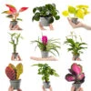 Collection Of 12 X Small Baby Evergreen Mixed Indoor House Plants Growers Choice -Leaf Shop collection of 12 x small baby evergreen mixed indoor house plants growers choice5059442057795 01c MP