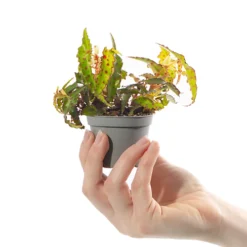 Collection Of 12 X Small Baby Evergreen Mixed Indoor House Plants Growers Choice -Leaf Shop collection of 12 x small baby evergreen mixed indoor house plants growers choice5059442057795 03c MP