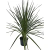 Cordyline Australis Green - 2L Pot (17cm) -Leaf Shop cordyline australis green 2l pot 17cm 5050222010481 01c MP