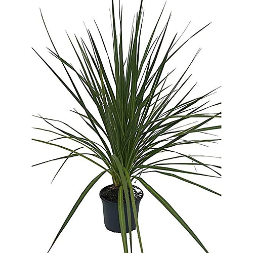 Cordyline Australis Green - 2L Pot (17cm) 3 Cordyline Australis Green - 2L Pot (17cm)