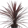 Cordyline Red Star - 2L Pot (17cm) -Leaf Shop cordyline red star 2l pot 17cm 5050222010498 01c MP