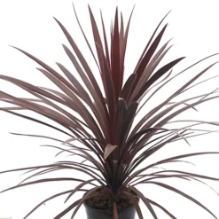Cordyline Red Star - 2L Pot (17cm)