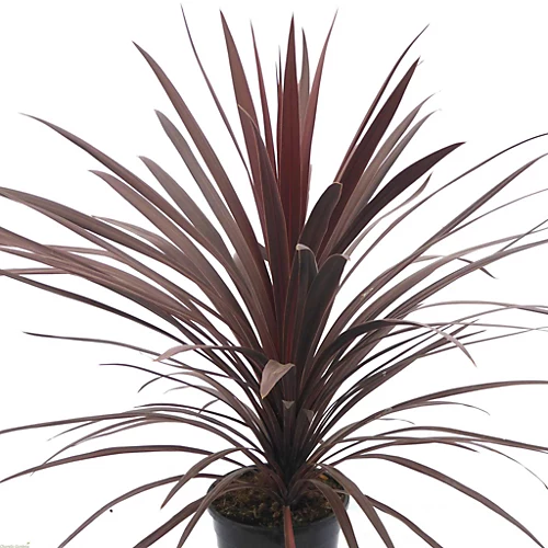 Cordyline Red Star - 2L Pot (17cm) 3 Cordyline Red Star - 2L Pot (17cm)