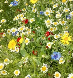 Cornfield Annual Wildflower Seed BS9P 100% (250 G) 9 Cornfield Annual Wildflower Seed BS9P 100% (250 G) -Leaf Shop cornfield annual wildflower seed bs9p 100 250 g 00000590 06c MP