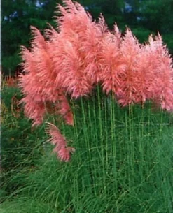 Cortaderia Rosea Pink Pampas Grass Plant Supplied In A 3 Litre Pot 7 Cortaderia Rosea Pink Pampas Grass Plant Supplied In A 3 Litre Pot -Leaf Shop cortaderia rosea pink pampas grass plant supplied in a 3 litre pot5061013079198 01c MP